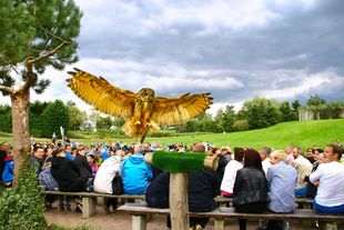 Flight show "Eagles, owls and co." in the bird park Marlow