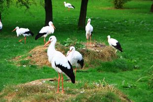 Feeding of the white storks in the bird park Marlow