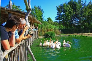 Feeding the pelicans in the bird park Marlow