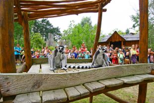 Feeding lemurs in bird park Marlow