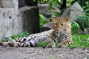 Artenschutz-Informationstag „Wild mit Absicht“ im Zoo Stralsund