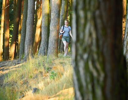 Hinten im Fokus des Bildes sind Baumstämme und eine wandernde Person. Im Vordergrund ist ein unscharfer Baumstamm