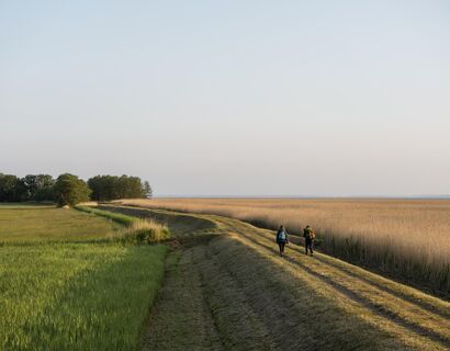 Zwei Personen wandern bei Sonnenaufgangslicht in die Ferne. Links ist grüne Wiese und rechts trockenes Schilf. Der Weg ist erhöht.