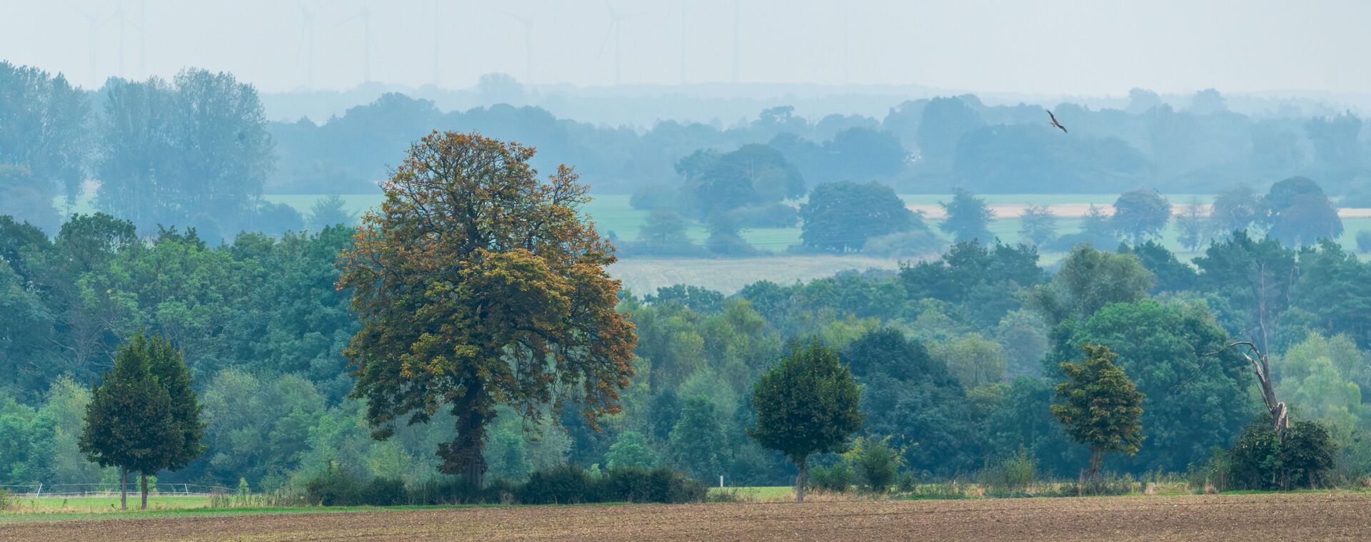 A look over the Tollensetal with loud trees and fields