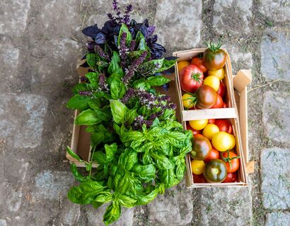 Two elongated baskets. In the left is basil and in the right different tomatoes