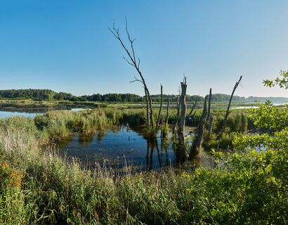 View of the Peenetal with water, green trees and reeds