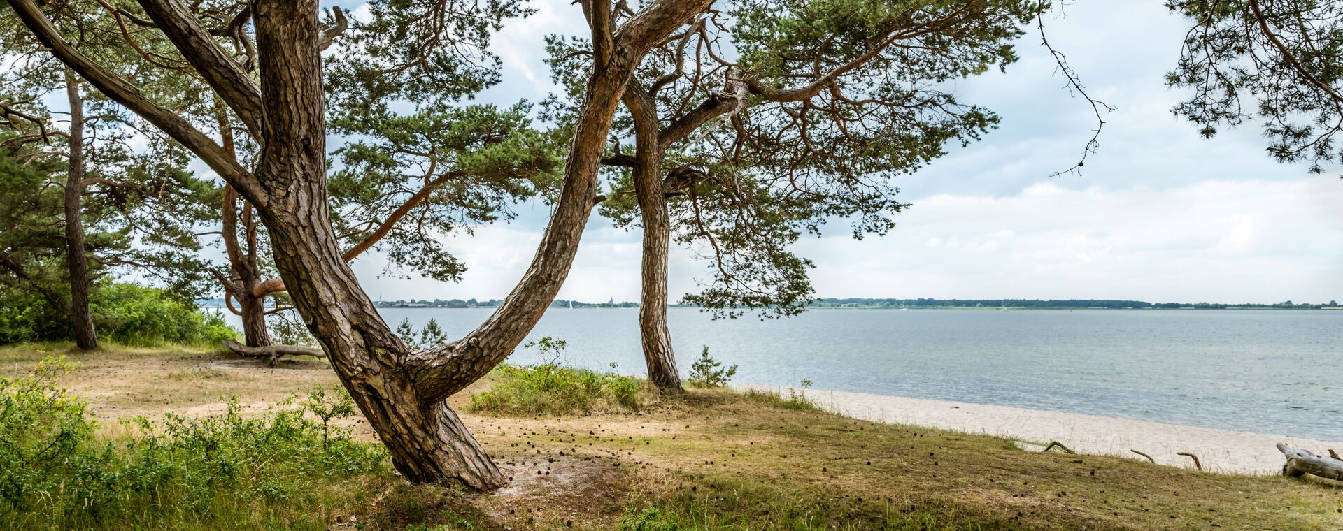 Different growing pines on a natural beach on the Greifswald Bodden