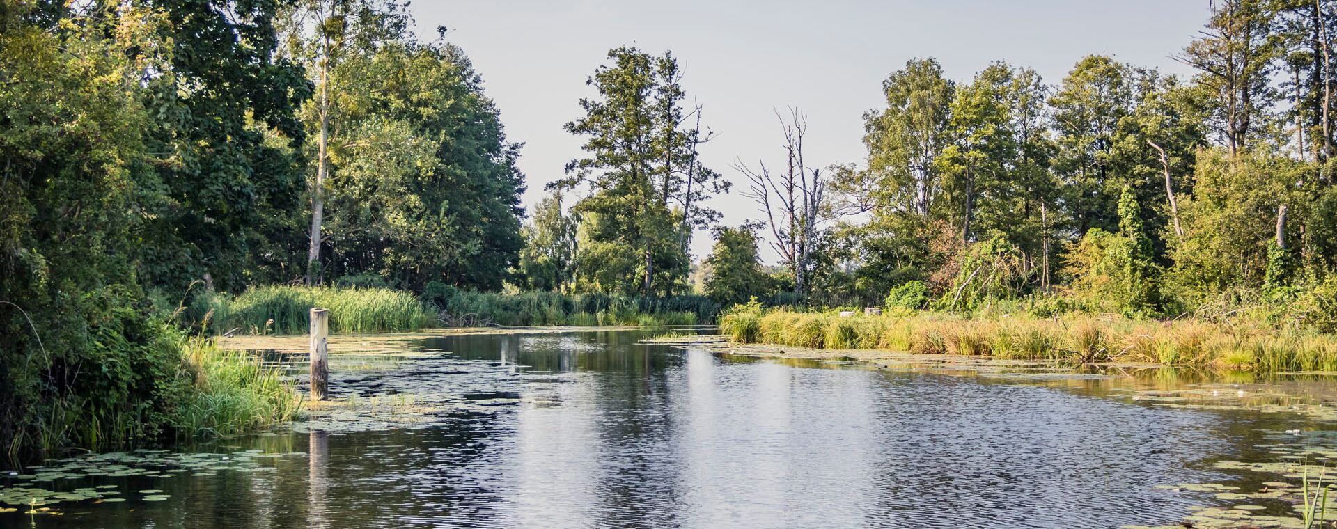 Ein Fluss mit Bäumen an den Ufern und Seerosen.