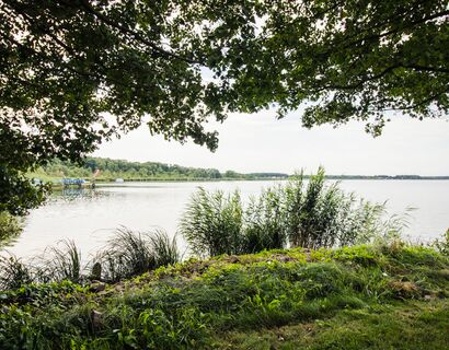 Im Bild sieht man im Vordergrund Wiese, Büsche und Schilf. Im oberen Rand sind Äste und Blätter von Bäumen. Im Hintergrund ist Wasser