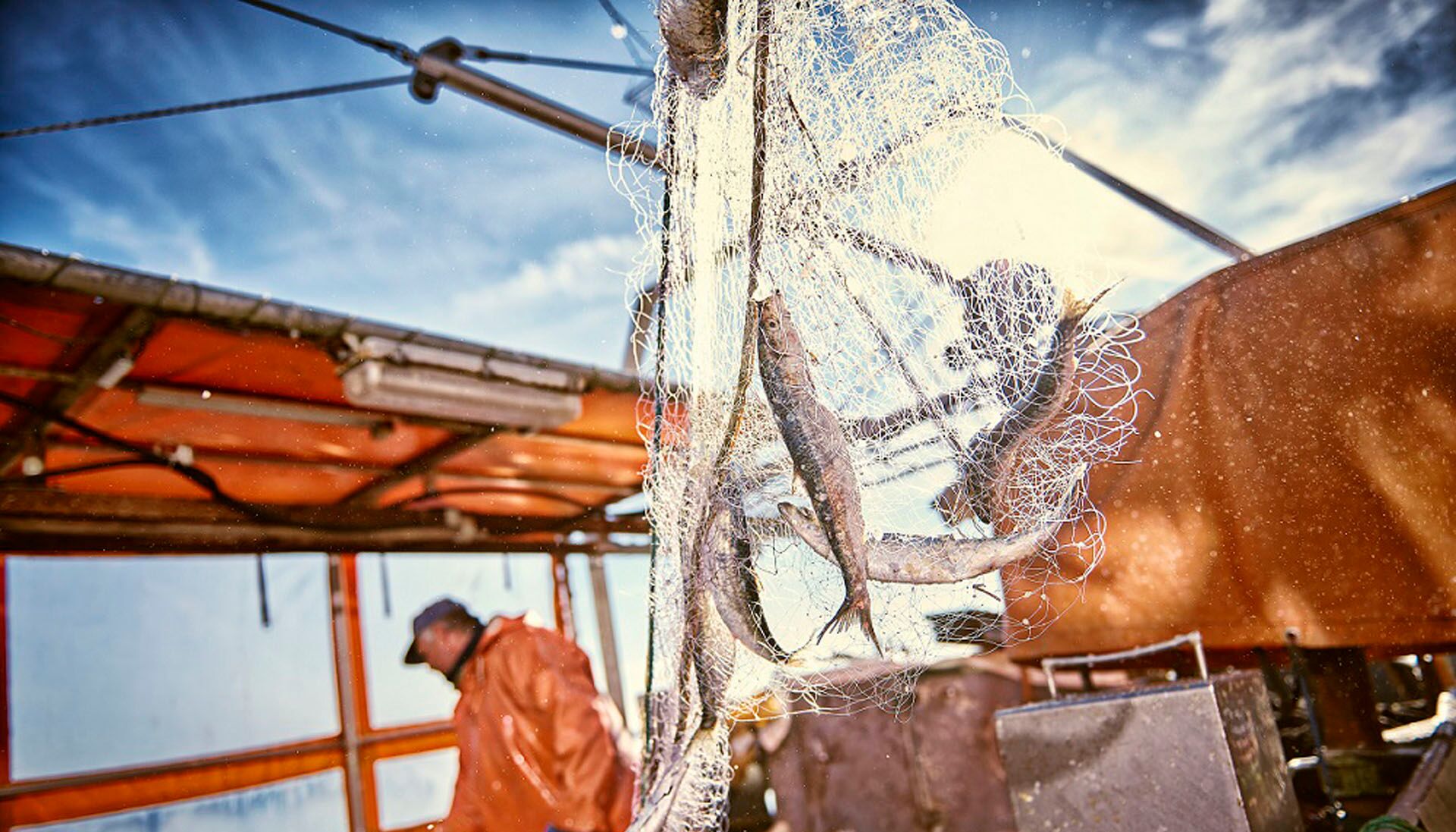 Small, elongated fish on the net. In the background of the fishermen