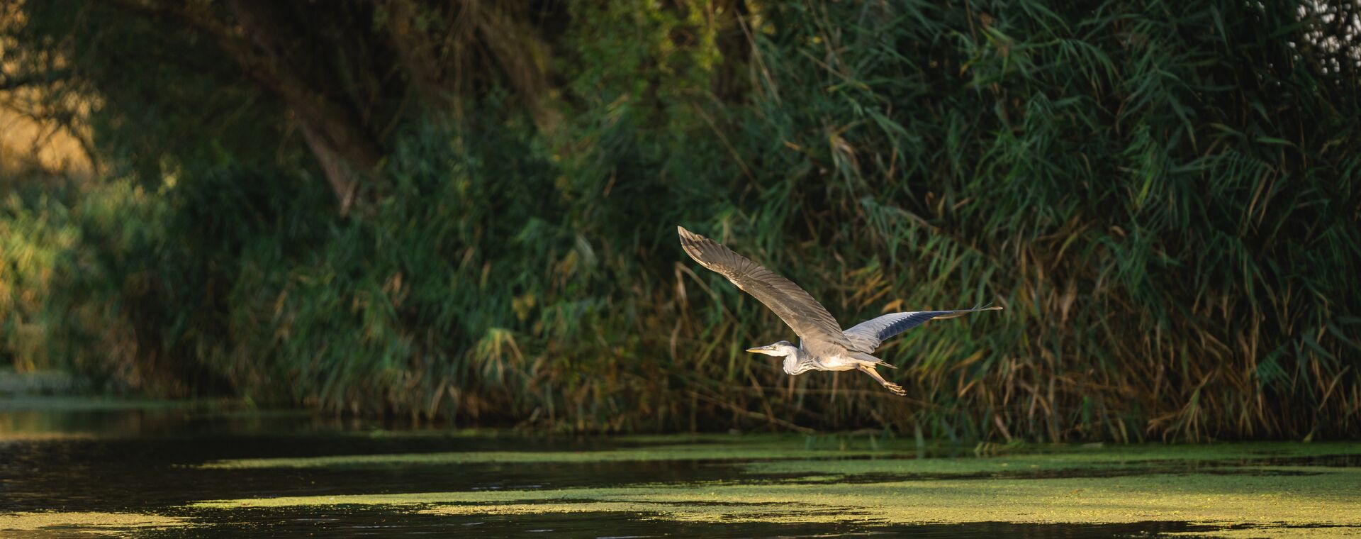 Ein Reiher fliegt über die Peene