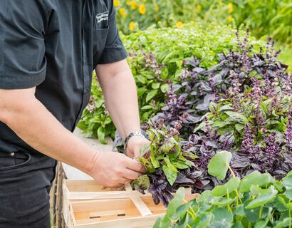 Stefan Wollert erntet frische Kräuter aus einem Hochbeet