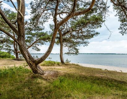 Different growing pines on a natural beach on the Greifswald Bodden