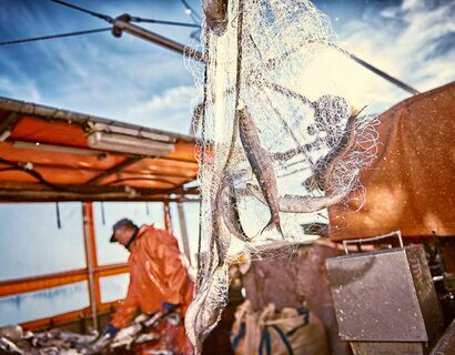 Kleine, längliche Fische im Netz. Im Hintergrund der Fischer