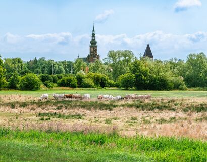 View over meadows with cows on the Greifswald skyline