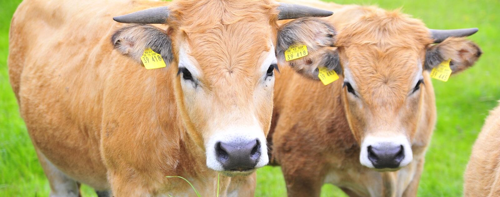 Two cows in a pasture