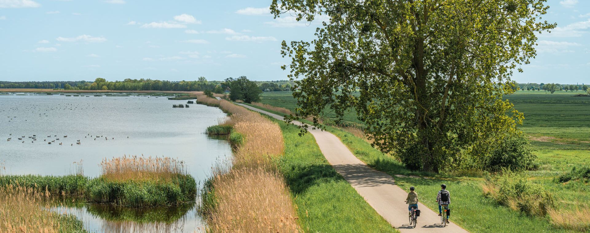 zwei Fahrradfahrer auf einem ausgebauten Fahrradweg. Links von Ihnen ist Wasser und Schilf, rechts steht ein großer Baum und dahinter ist eine Wiese.