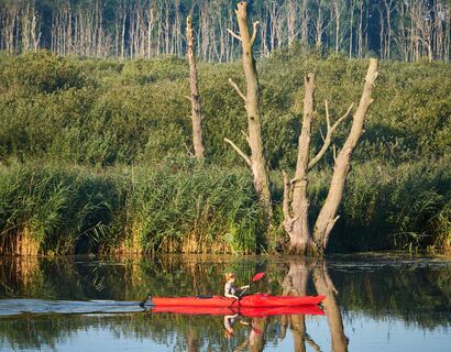 Ein rotes Kajak auf dem Fluss mit toten Bäumen im Hintergrund und Schilf.