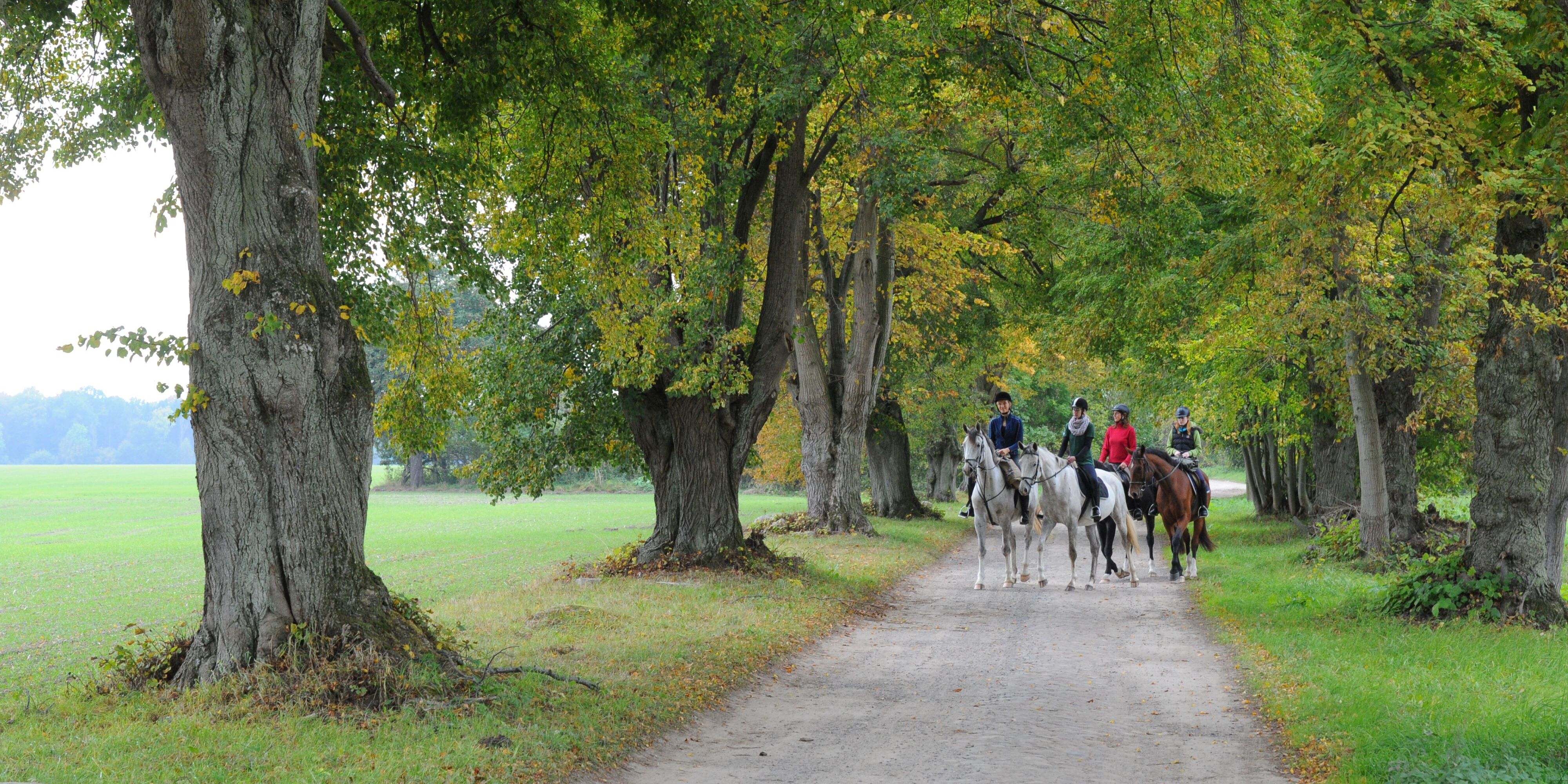 Vier Reiter auf Allee mit grünen Bäumen.