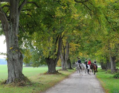 Vier Reiter auf Allee mit grünen Bäumen.