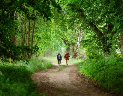 Zwei Personen wandern auf einem Waldweg entlang. Links und rechts überall Bäume