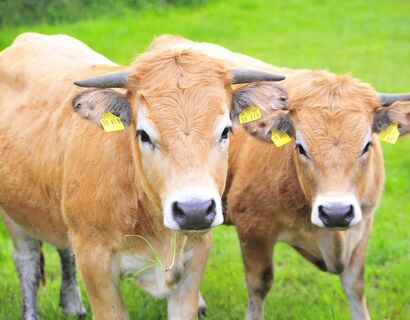 Two cows in a pasture