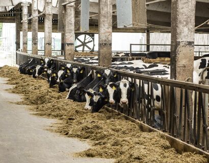 Cows stand in the stable and eat hay.