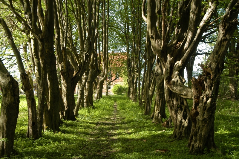 Tag der "Offenen Gärten" im Gutshof Hessenburg