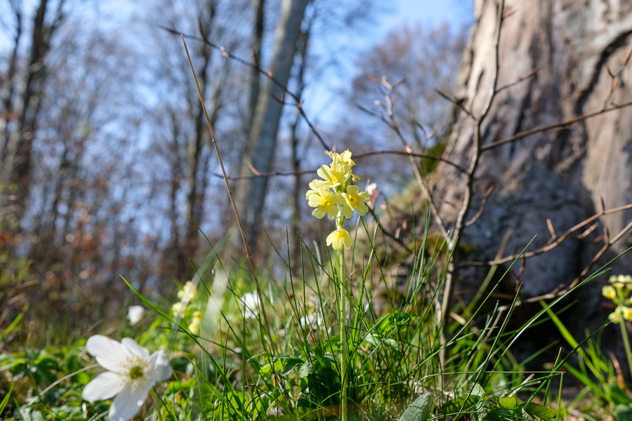 Frühlingswanderung “Naturerwachen” 