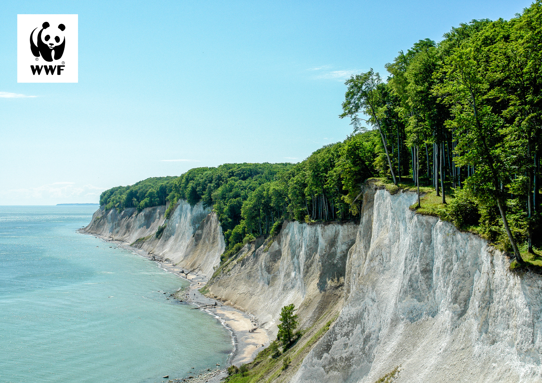 WWF-Erlebnistour "Wildes Rügen - UNESCO-Welterbe, Kreide & Meer"