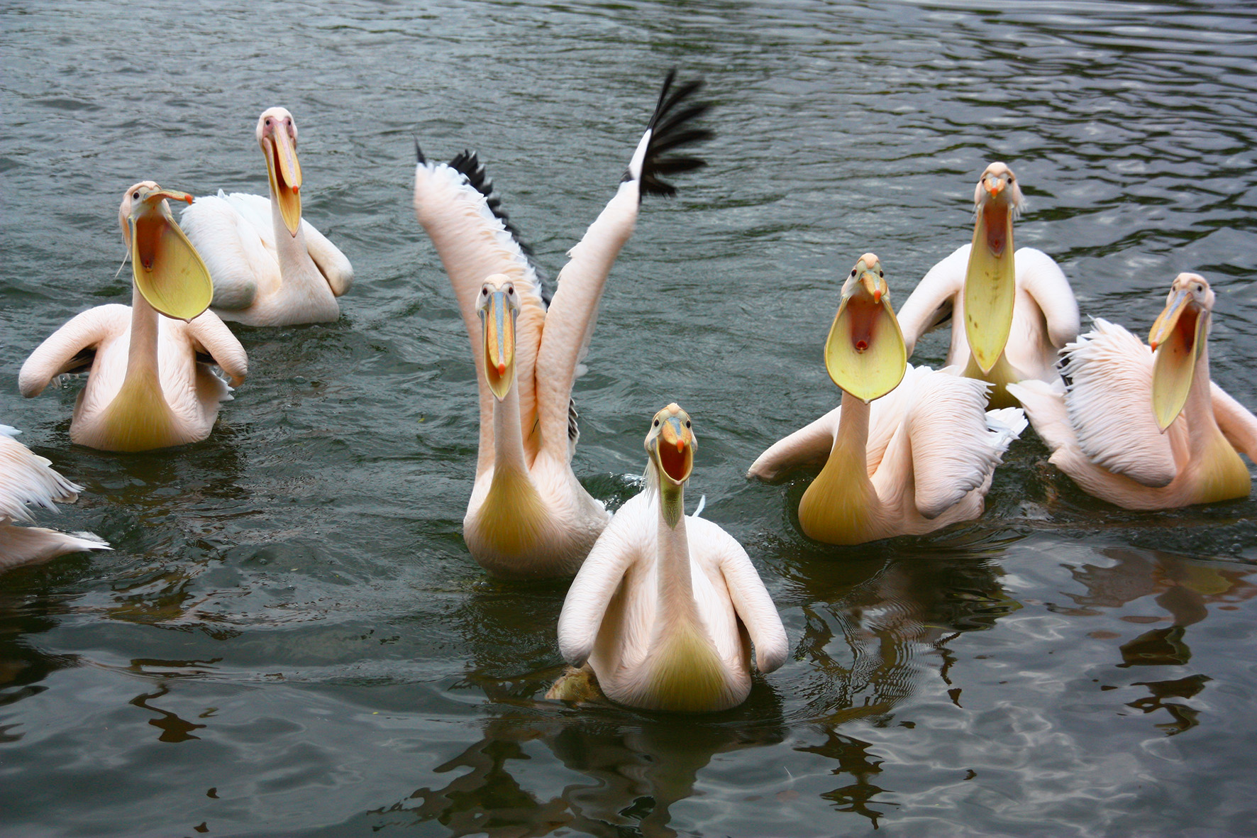 Fütterung der Pelikane im Vogelpark Marlow