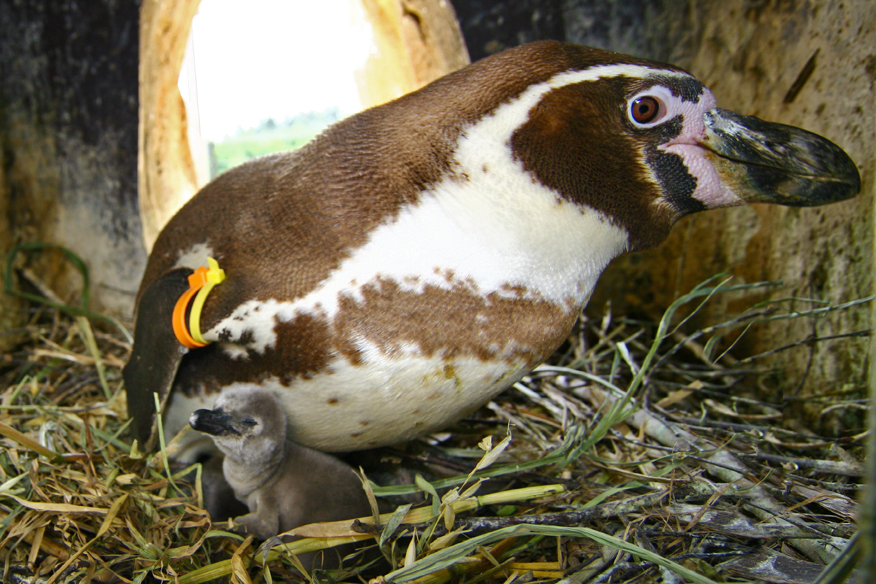 Fütterung Pinguine im Vogelpark Marlow