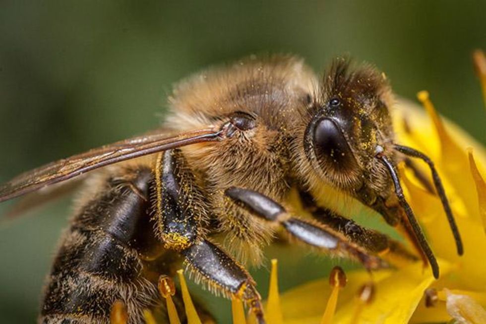 Von Bienchen und Blümchen Oder wie kommt der Honig aufs